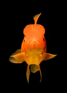 ¿Pueden los peces de colores comer comida Betta