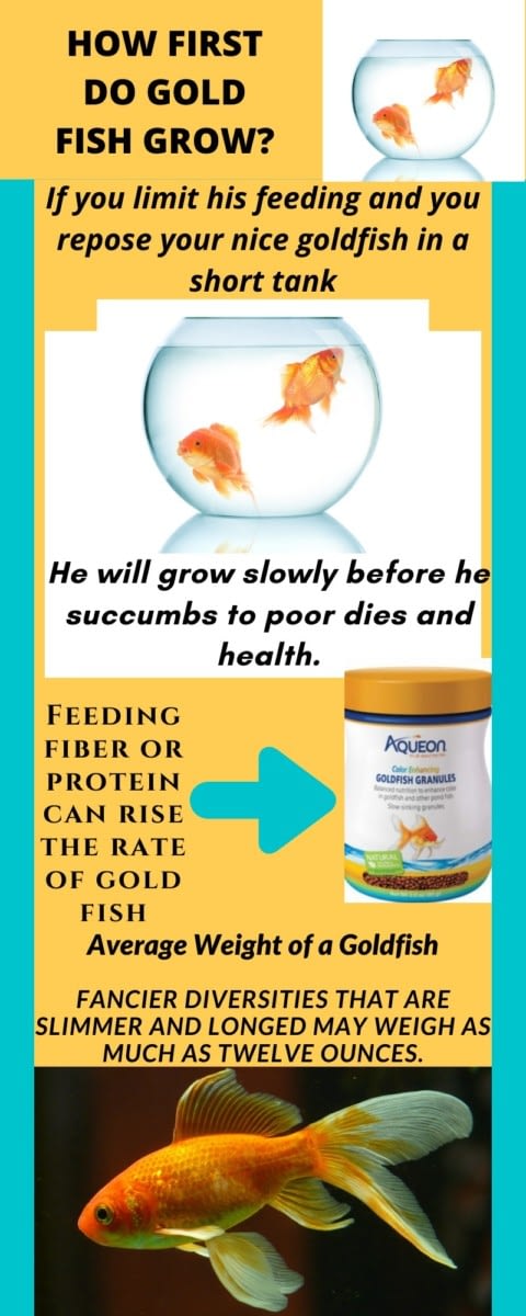 how fast do goldfish grow